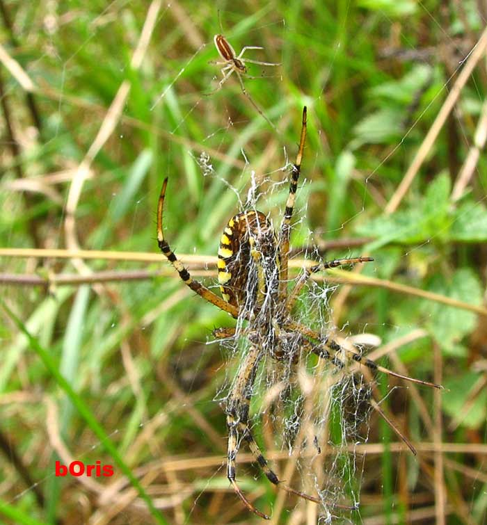 Argiope bruenichi