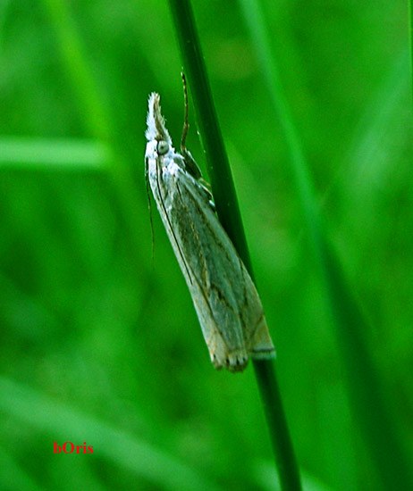 Crambus