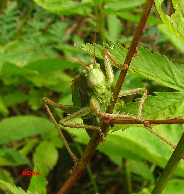 кузнечик